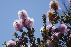 Melaleuca striata