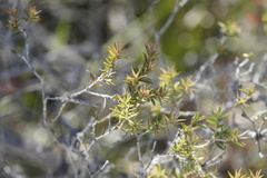 Melaleuca striata