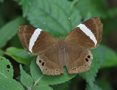 Abisara fylla