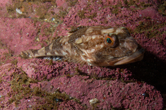 Myoxocephalus octodecemspinosus