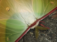 Actias gnoma