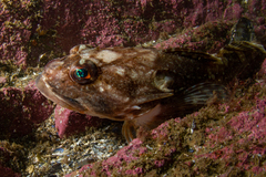 Myoxocephalus octodecemspinosus