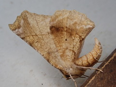 Selenia sordidaria