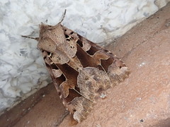 Clavipalpula aurariae