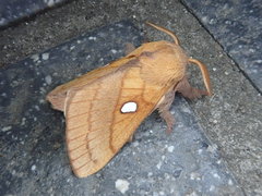 Somadasys brevivenis