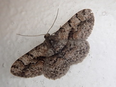 Satoblephara parvularia