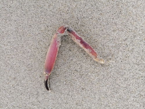 Angular Crab, Netherlands, photo 10 of 10