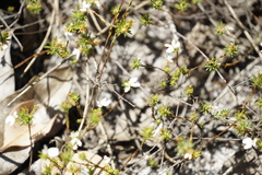 Stylidium repens