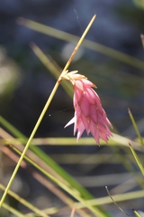 Johnsonia teretifolia