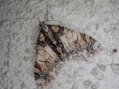 Trichopteryx ussurica