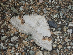Venusia semistrigata