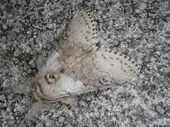 Calliteara pseudabietis