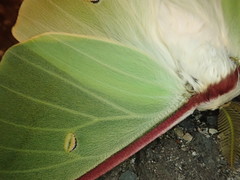 Actias gnoma