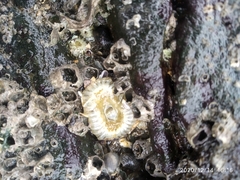 Anthopleura dixoniana