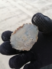 Liocarcinus holsatus