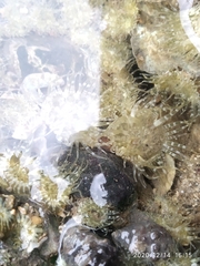 Anthopleura dixoniana