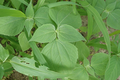 Sclerocarpus africanus