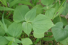 Sclerocarpus africanus