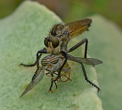 Eutolmus rufibarbis