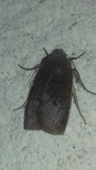 Conistra ligula