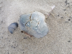 Liocarcinus holsatus