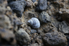 Echinolittorina radiata