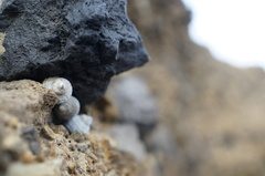 Echinolittorina radiata