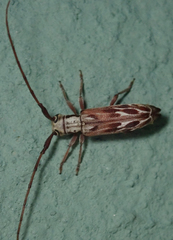 Eunidia strigata