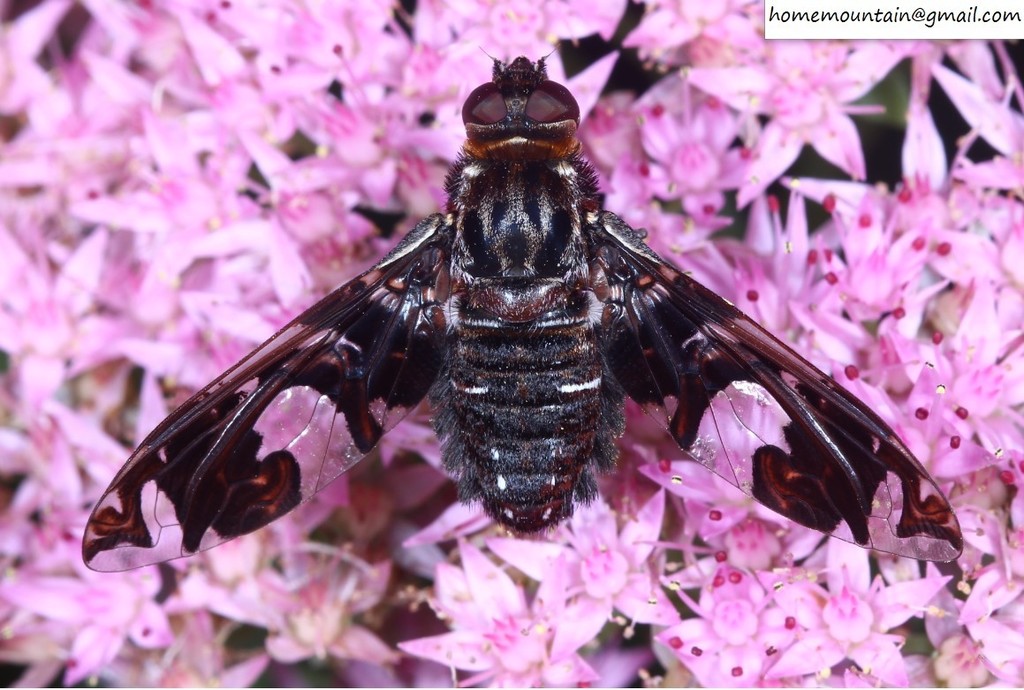 Exoprosopa turkestanica