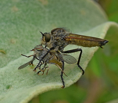 Eutolmus rufibarbis