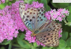 Argynnis zenobia