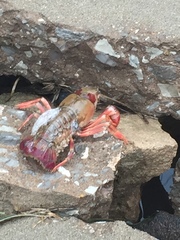 Procambarus simulans