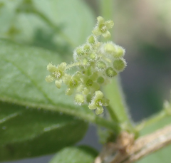 Erythrococca menyharthii image