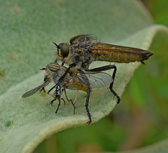 Eutolmus rufibarbis