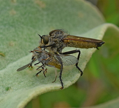 Eutolmus rufibarbis