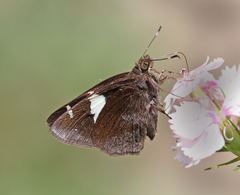 Notocrypta feisthamelii alysos
