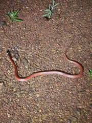 Drepanoides anomalus