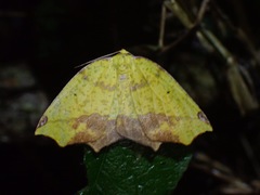 Epigynopteryx impunctata