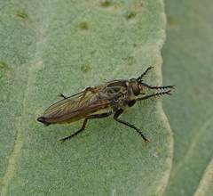Eutolmus rufibarbis