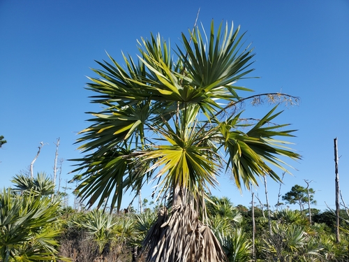 Image of Leucothrinax morrisii by (c) Tom Field, some rights reserved (CC BY)
