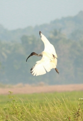 Threskiornis melanocephalus