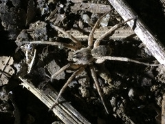 Pavocosa