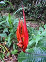 Heliconia densiflora