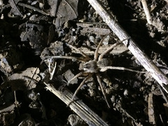 Pavocosa