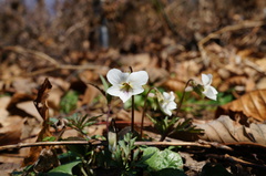 Viola albida