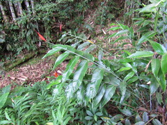 Heliconia densiflora