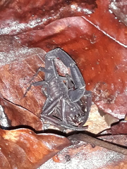 Tityus obscurus