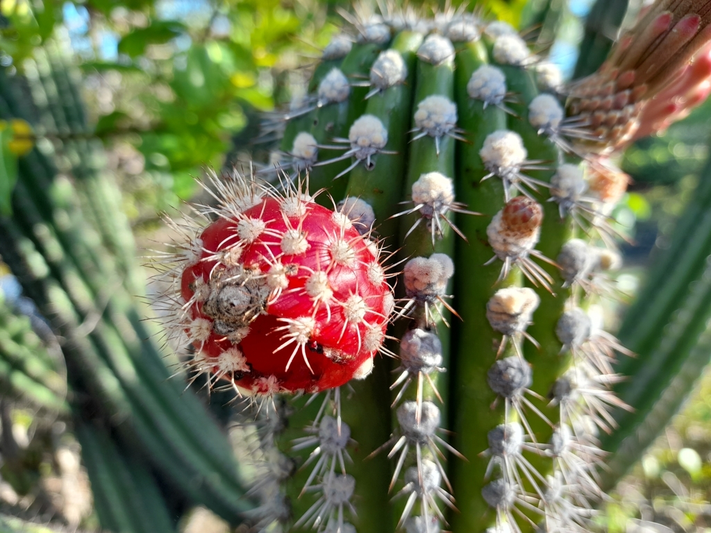 Spanish stenocereus