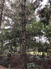 Pinus tabuliformis