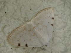 Lomographa bimaculata